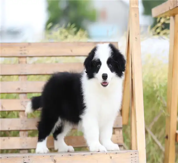 纯种边牧边境牧羊犬幼犬(纯种的边牧幼犬是什么样子)