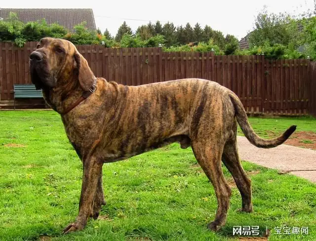 西班牙獒犬多少钱一只(西班牙獒犬多少钱一只幼崽)