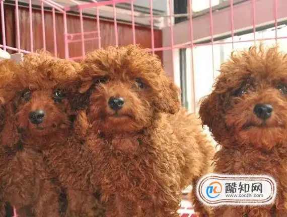 泰迪怎么挑选幼犬(泰迪犬怎样挑选幼犬)