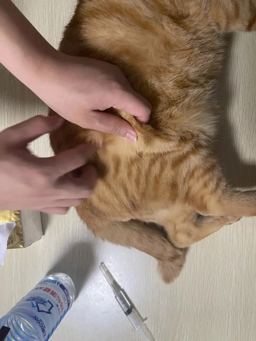 猫传腹打针441(猫传腹打针多久腹水全消)