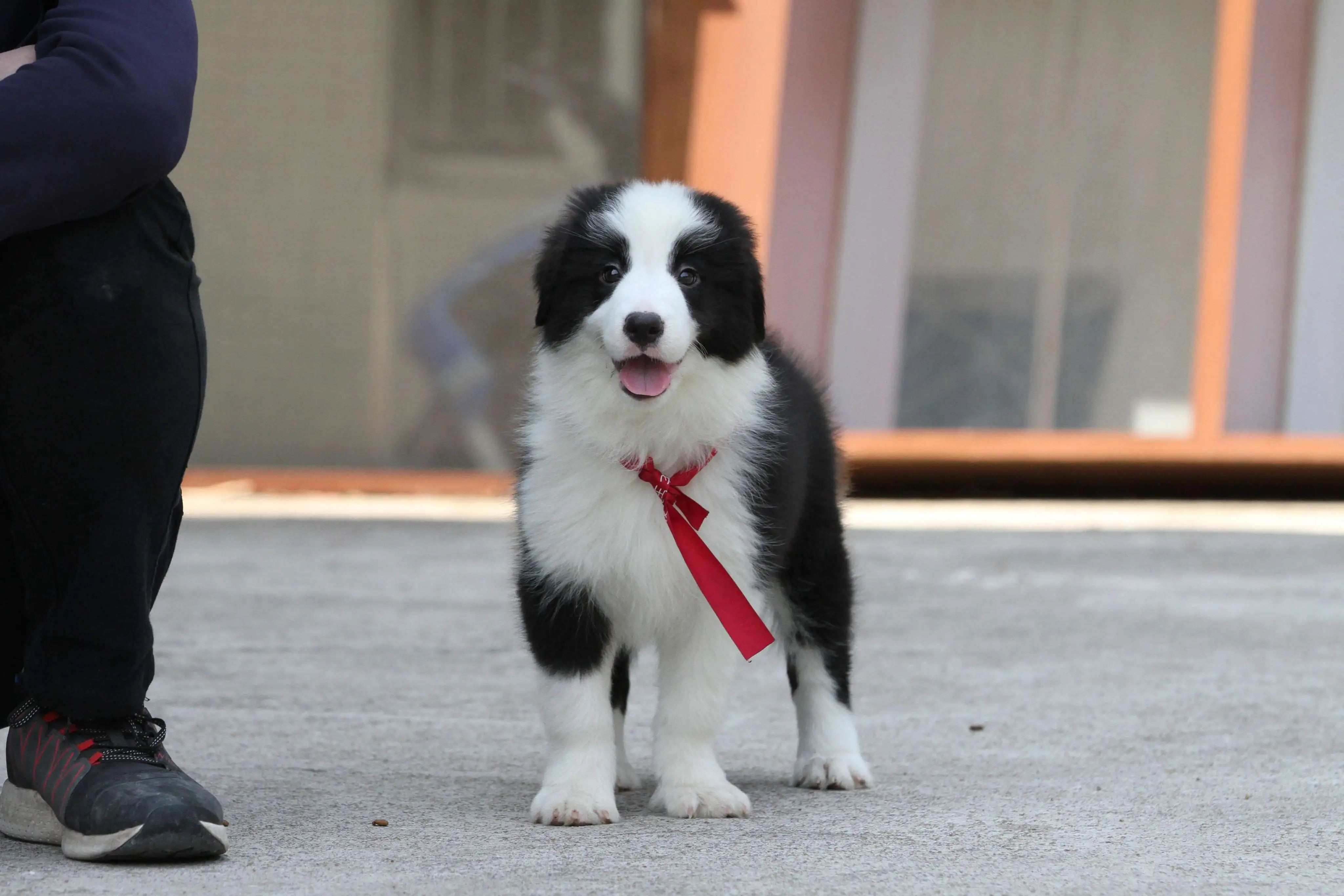 边境牧羊犬好不好养(边境牧羊犬好不好养活)