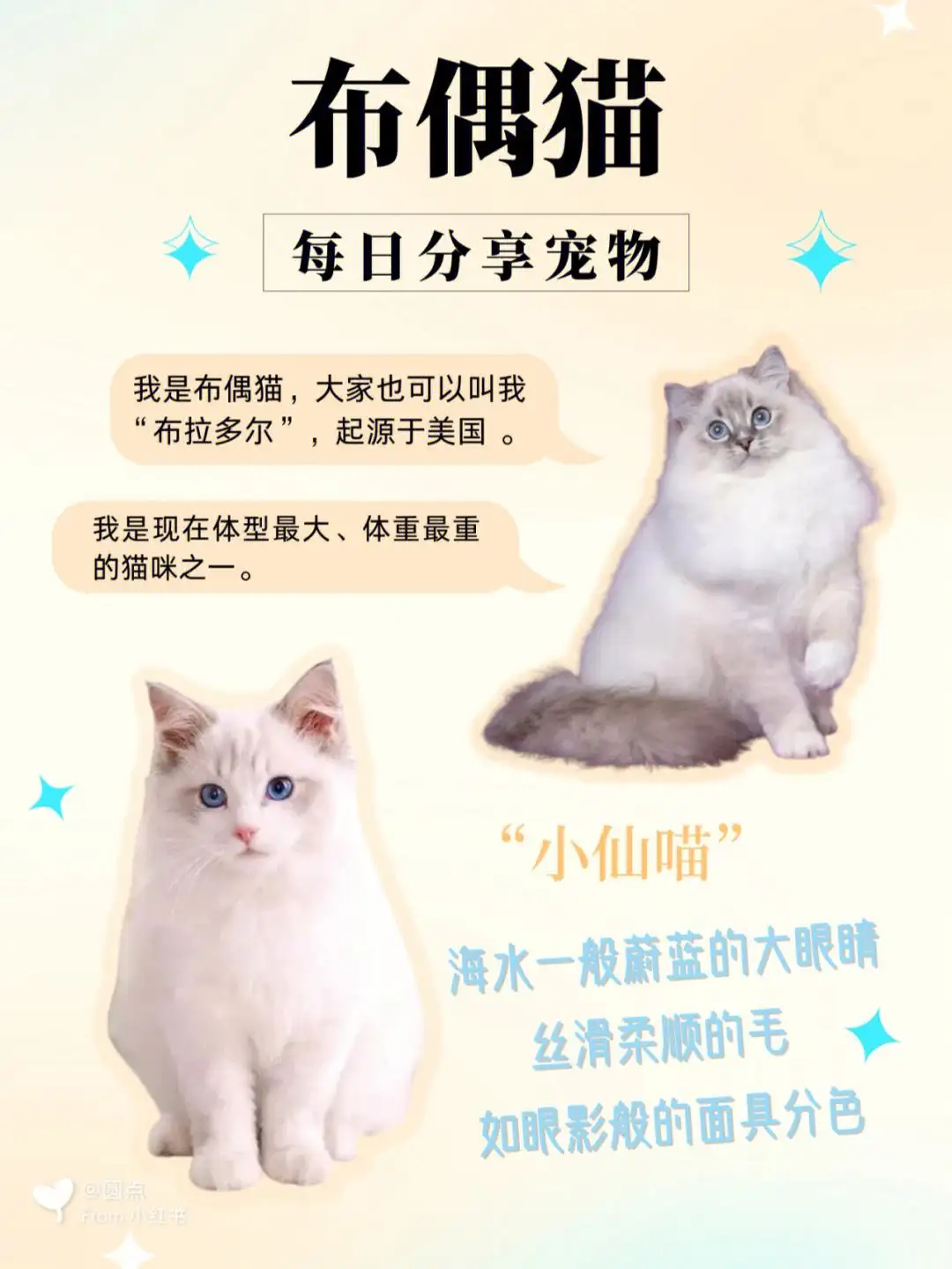 布偶猫怎么看年龄(怎么看布偶猫实际年龄)