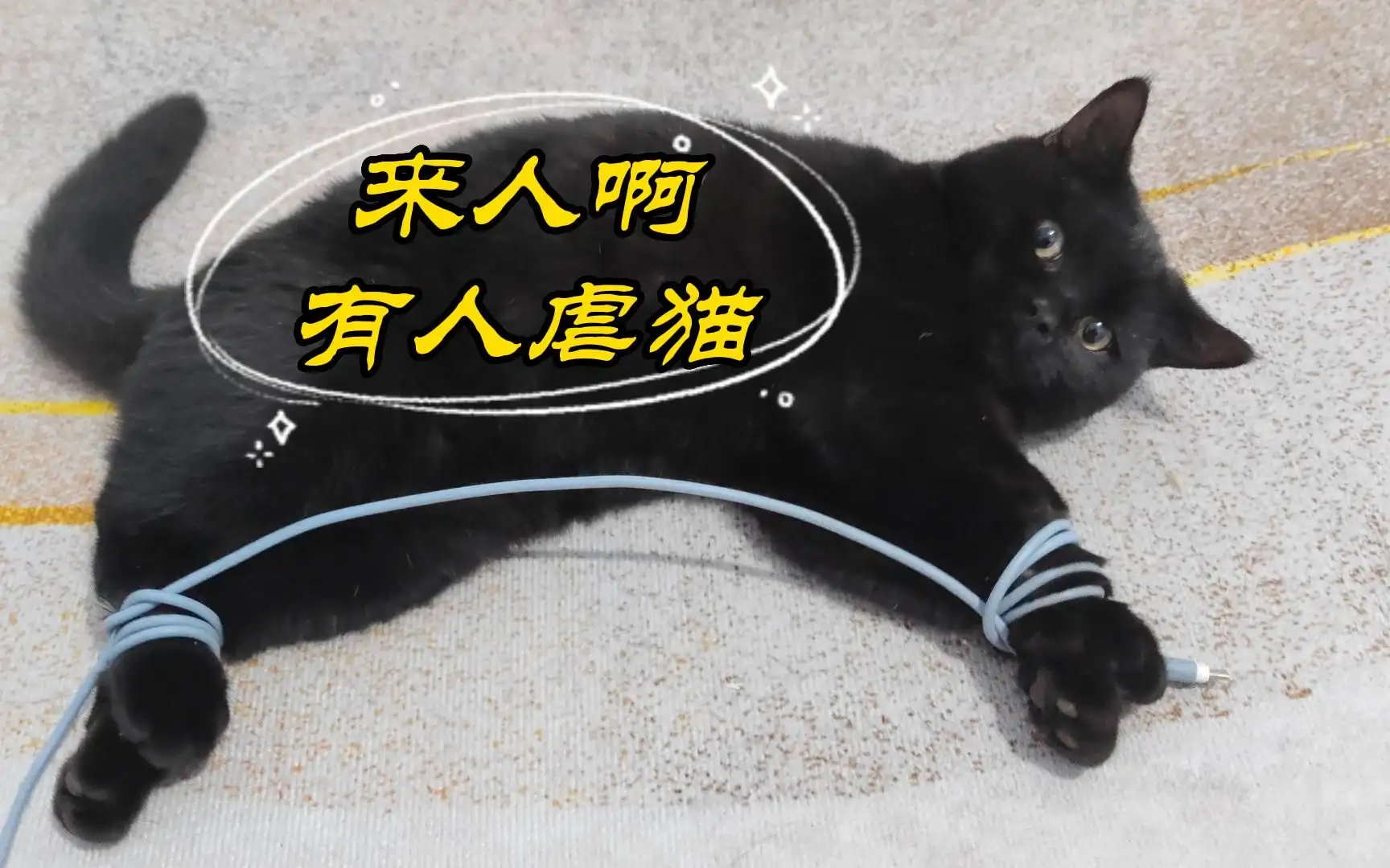 猫喜欢咬数据线(猫喜欢咬数据线正常吗)