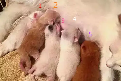 母猫讨厌公猫(母猫为什么讨厌小猫)