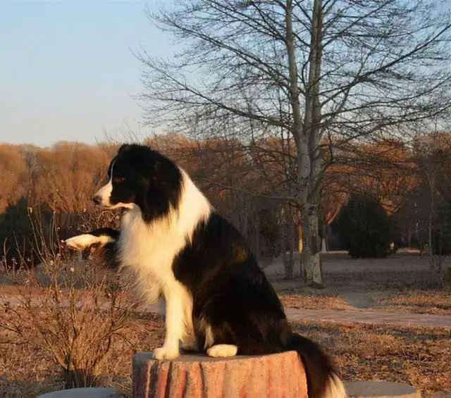 边境牧羊犬的训练(边境牧羊犬训练牧羊)