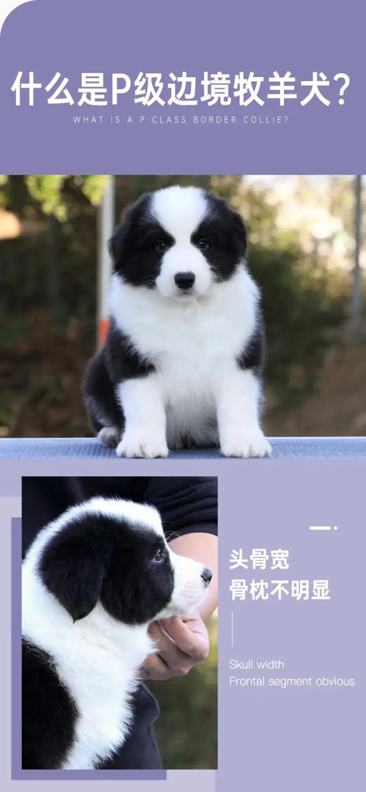 一只边境牧羊犬多钱(边境牧羊犬要多少钱才能买到一只)