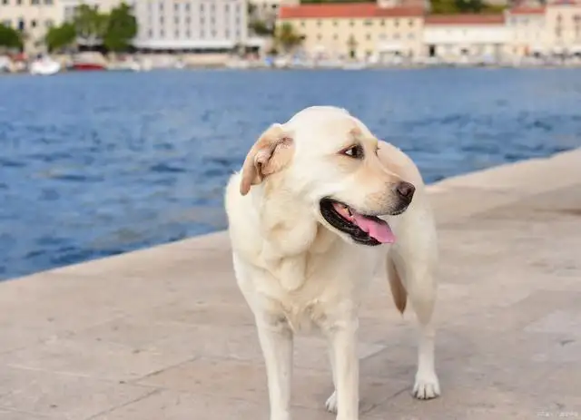 拉布拉多犬的寿命一般多长(拉布拉多犬的寿命一般是多久)