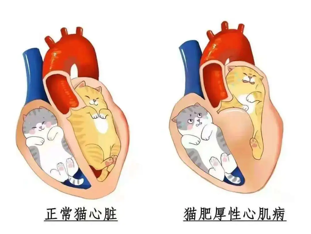 小猫心肌肥厚能活多久(小猫心肌肥厚能活多久啊)