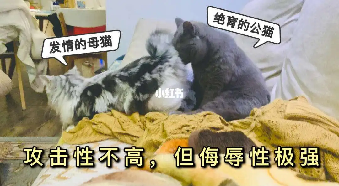 母猫讨厌公猫(母猫为什么讨厌小猫)