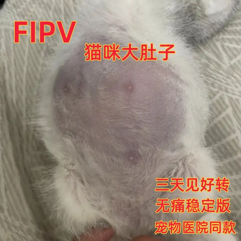 猫传腹的特点(猫传腹什么特征)