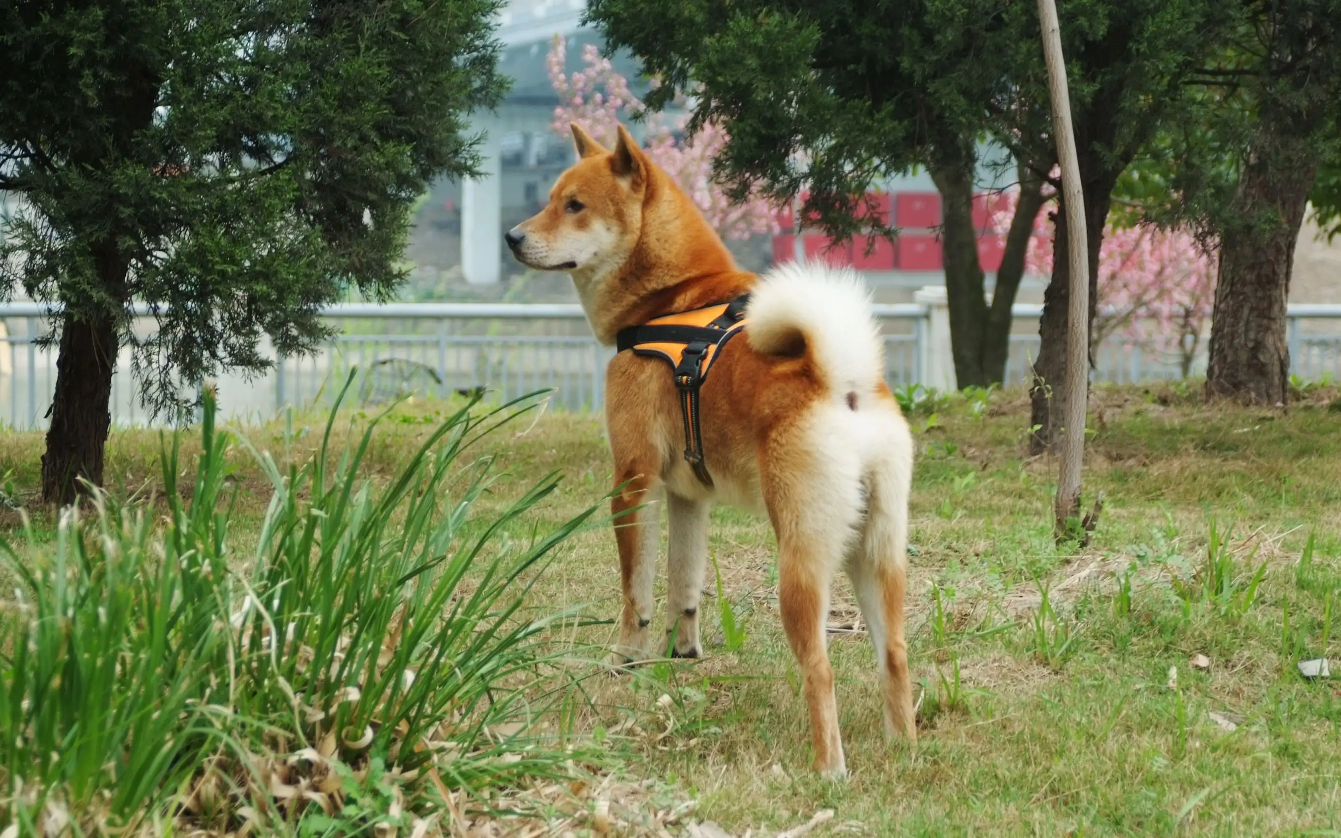 中华田园犬特殊品种(中华田园犬特殊品种有哪些)