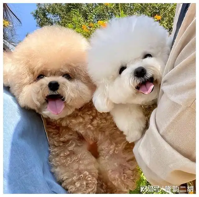 比熊和泰迪比较(比熊和泰迪哪个更可爱)