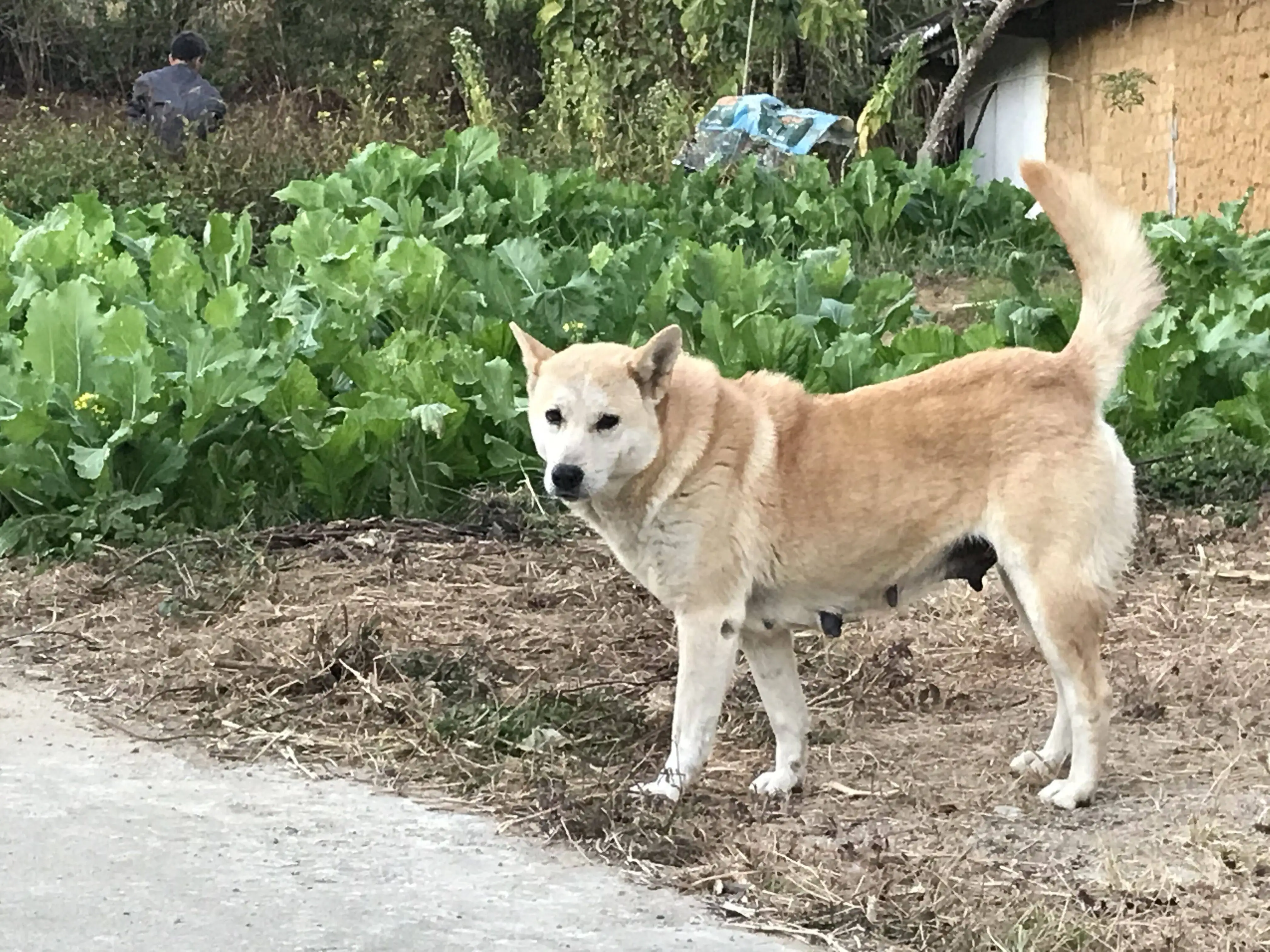 中华田园犬的品种,(中华田园犬的品种有多少种)