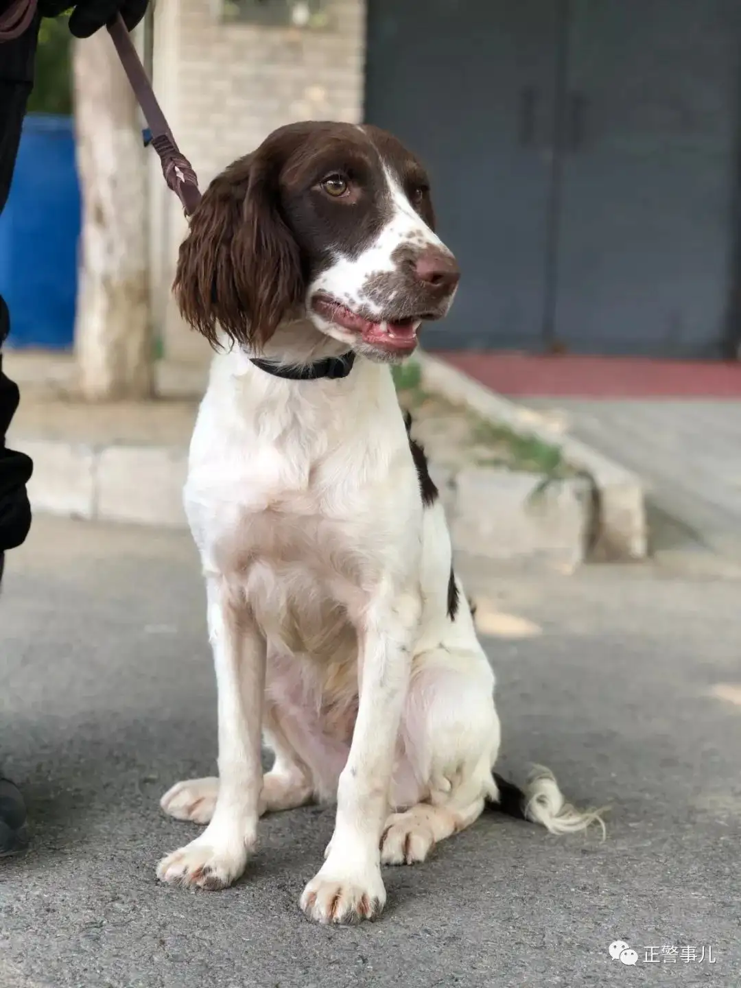 警犬史宾格(警犬史宾格犬图片大全大图)