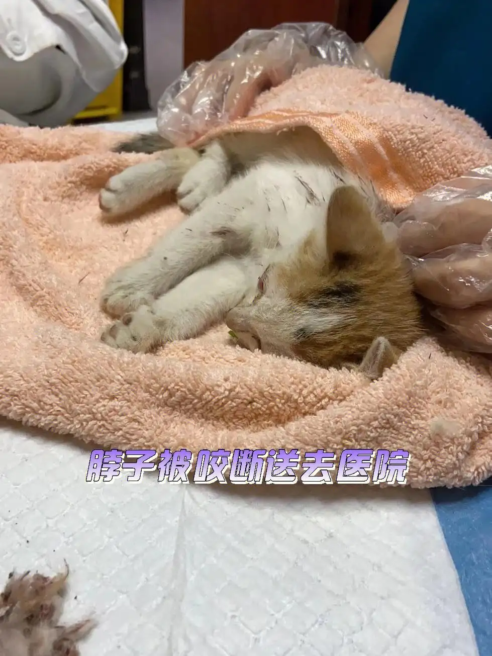 猫传腹几率(猫传腹几率大吗)