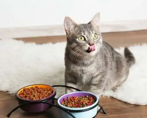 什么味道能让猫远离(什么味道能让猫远离人类)