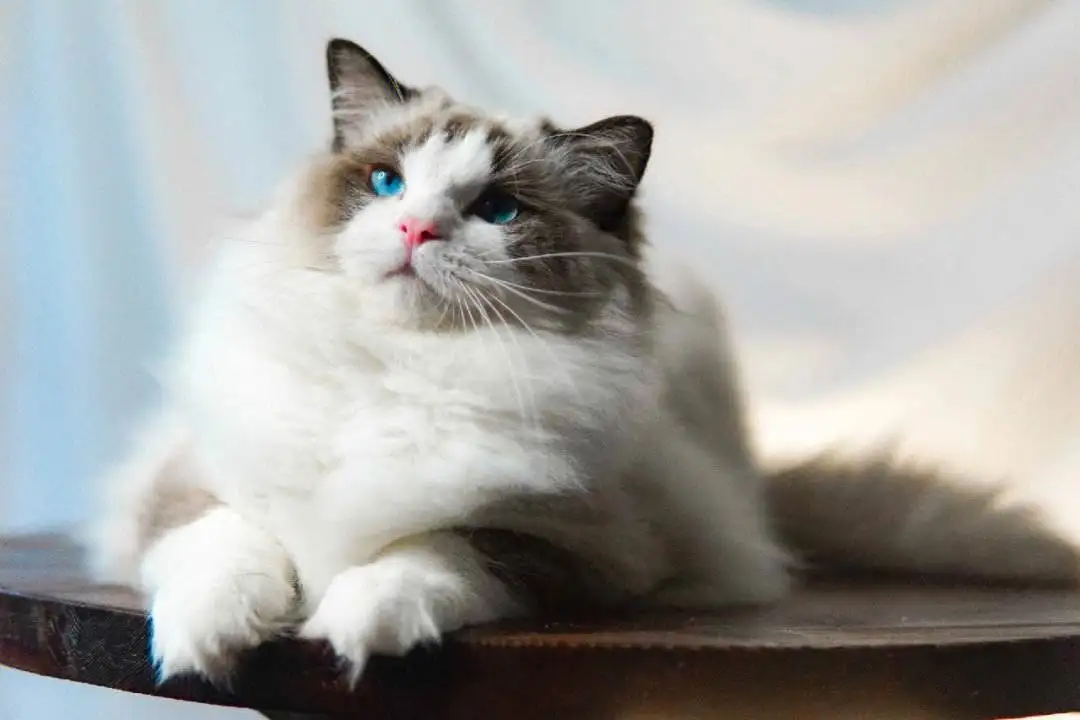 布偶猫一般多少元(布偶猫一般多少元一条)