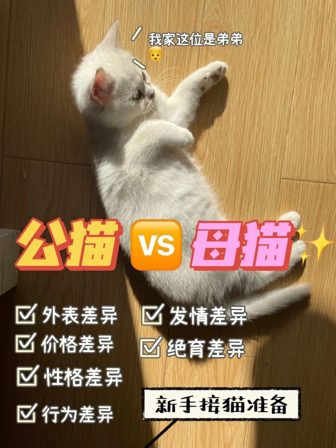 母猫和公猫怎么区别图片(母猫和公猫怎么区别图片对比)