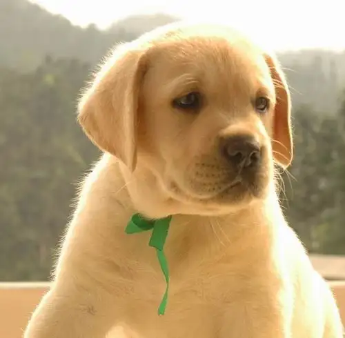 拉布拉多好犬(拉布拉多犬简介)