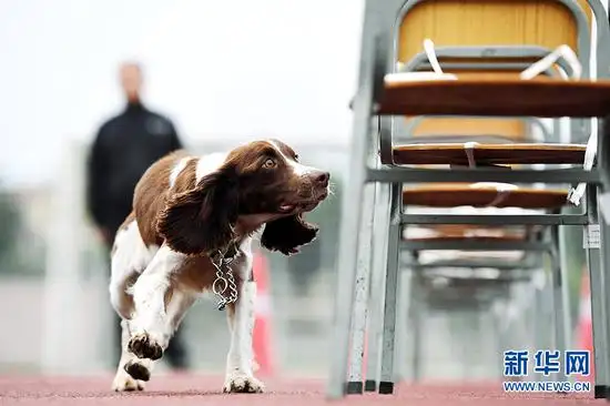 警犬史宾格(警犬史宾格犬图片大全大图)