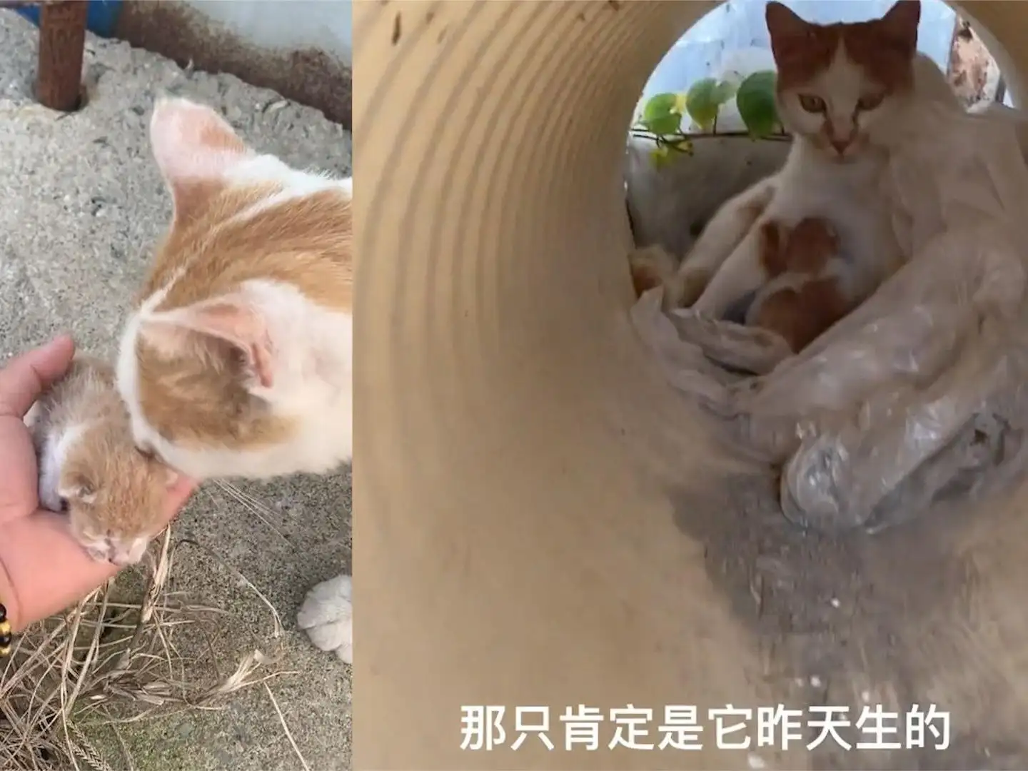 猫多久怀孕多久生产(猫多久怀孕最好的选择)