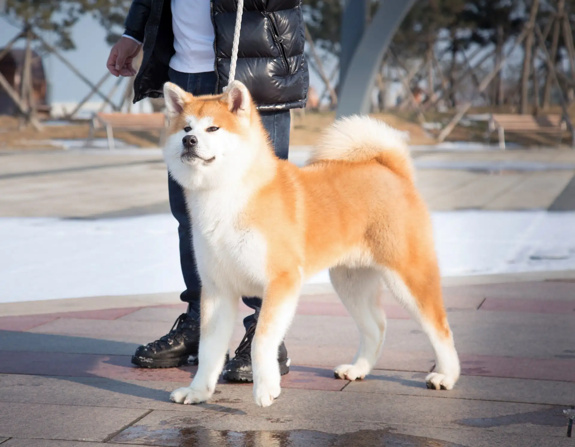 秋田犬一般多重(秋田犬最大能长多重)