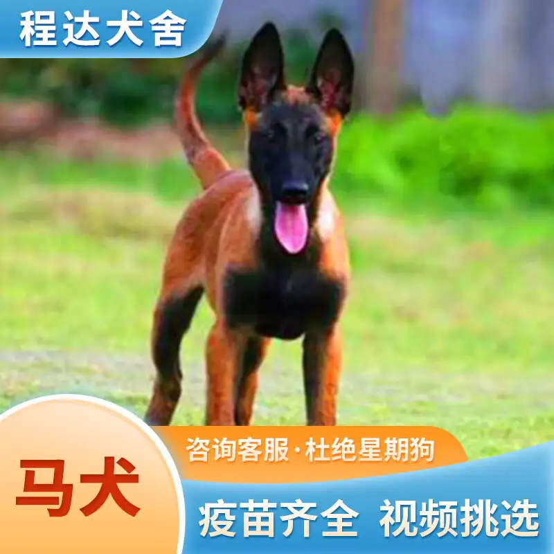 马犬狗崽多少钱(马犬小狗崽多少钱一只)