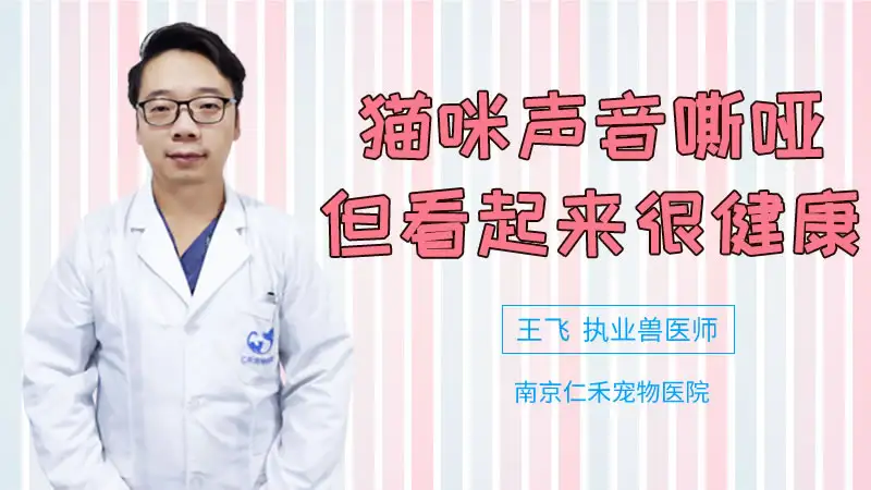 猫咪的声音沙哑是什么回事(猫咪的声音嘶哑了是怎么回事)