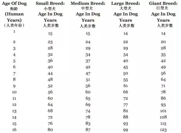 狗的年龄相当于人几岁(狗的年龄相当于人几岁怎么计算)