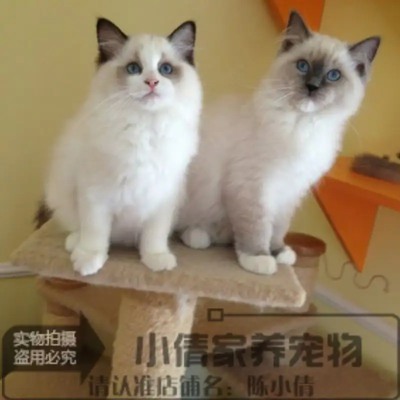 布偶是品种猫吗(布偶是品种猫吗为什么)