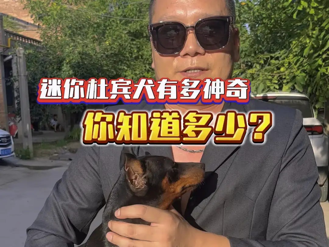 杜宾犬与迷你杜宾犬(杜宾犬与迷你杜宾犬哪个好养)