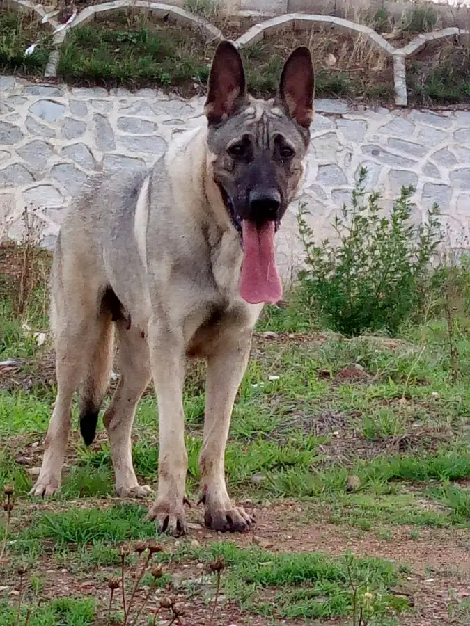 狼青犬能活多少年(狼青犬能活多少年啊)