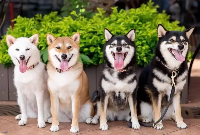 秋田犬和柴犬的区别在哪里(秋田犬和柴犬的区别在哪里呢)