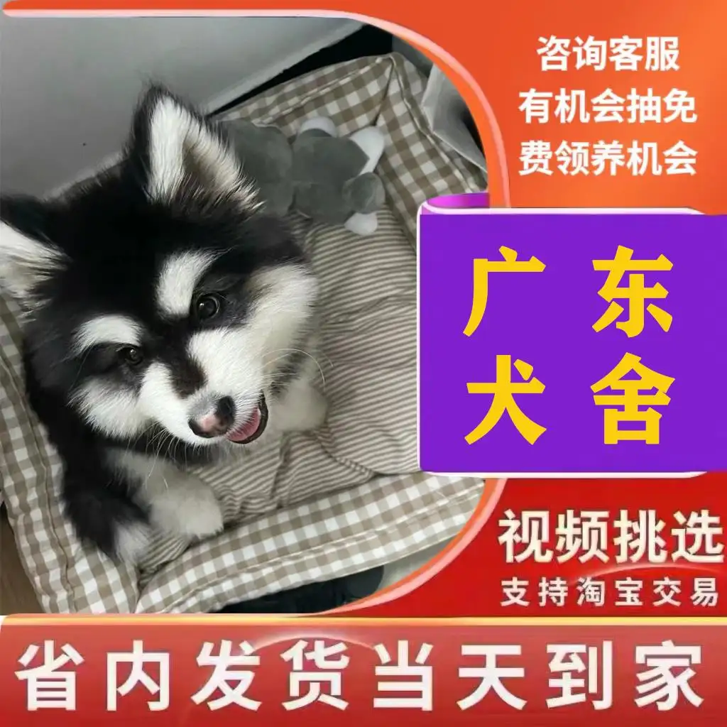 阿拉斯加犬雪橇犬幼犬(阿拉斯加犬雪橇犬幼犬能养吗)