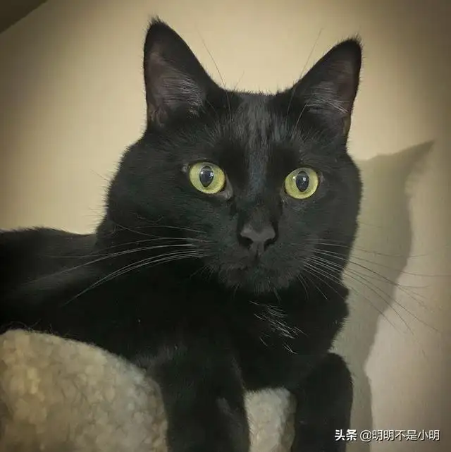 黑色的猫是什么品种的猫(黑色的猫是什么品种图片大全)