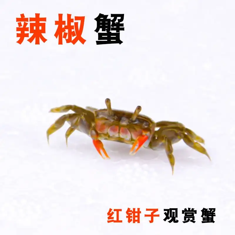 辣椒蟹可以吃吗(辣椒蟹喜欢吃什么)