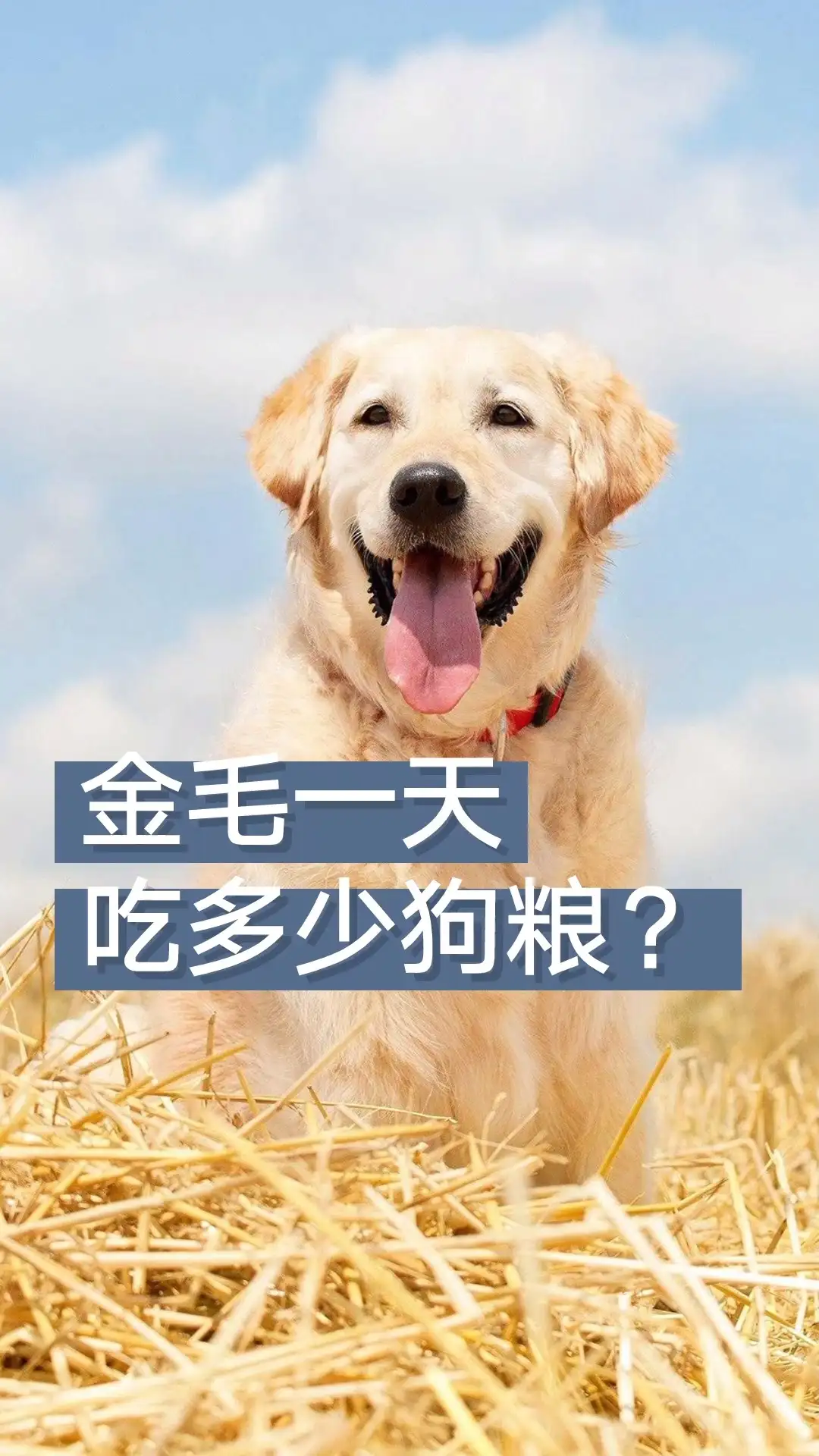 六个月大的金毛吃多少狗粮(纯种金毛112个月整个变图)