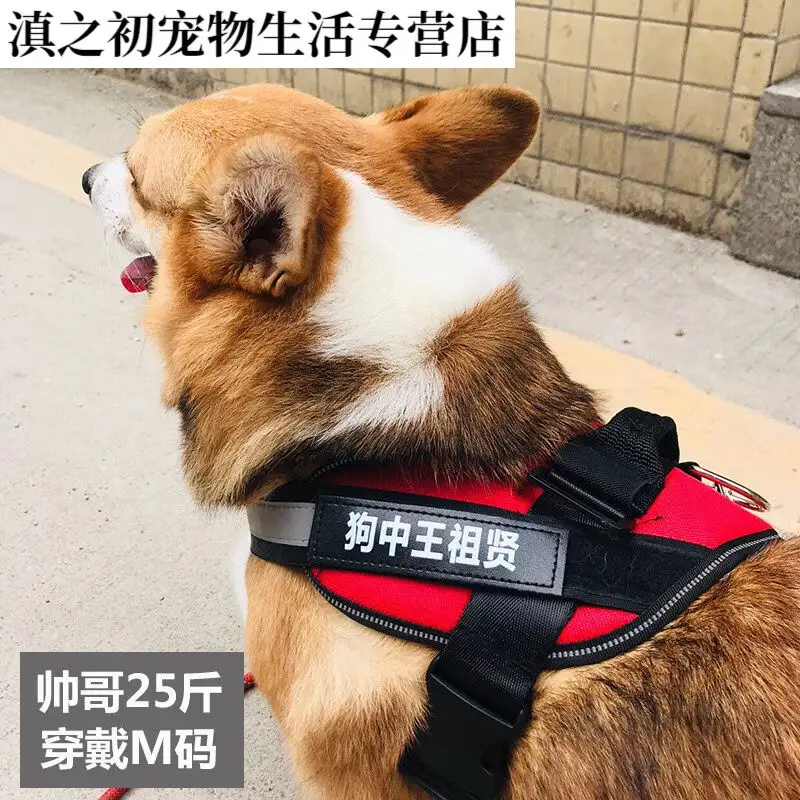 大型犬中型犬小型犬该如何分类(大型犬中型犬小型犬该如何分类管理)