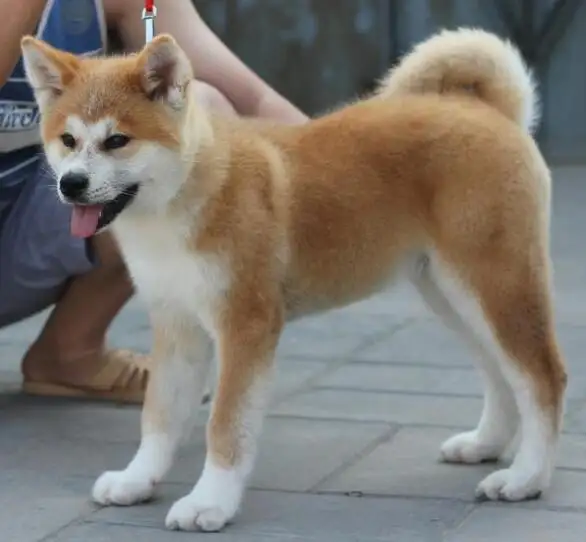 秋田犬一般多重(秋田犬最大能长多重)