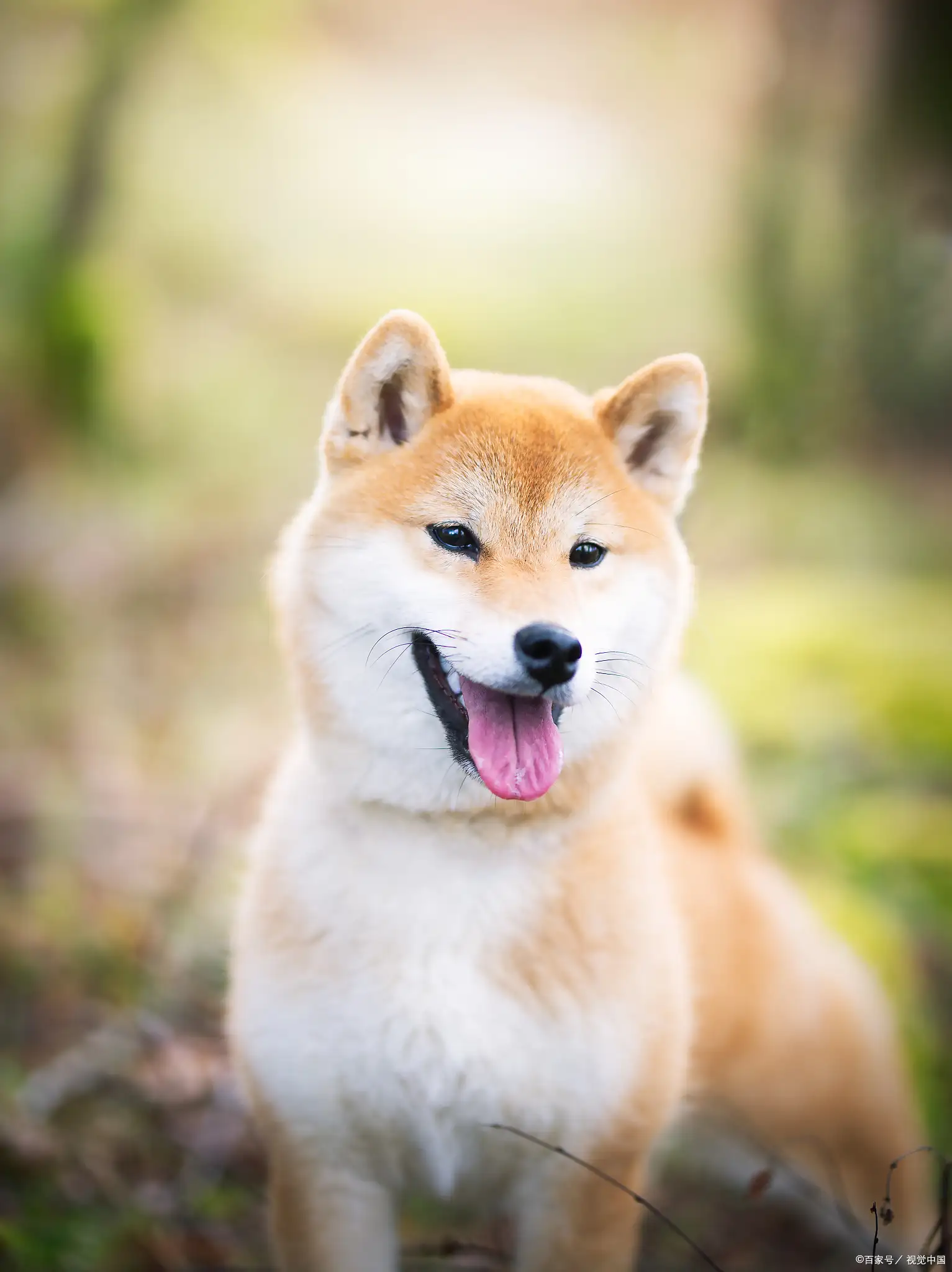 秋田犬柴犬中华田园犬(秋田犬好养吗,柴犬优缺点分析)