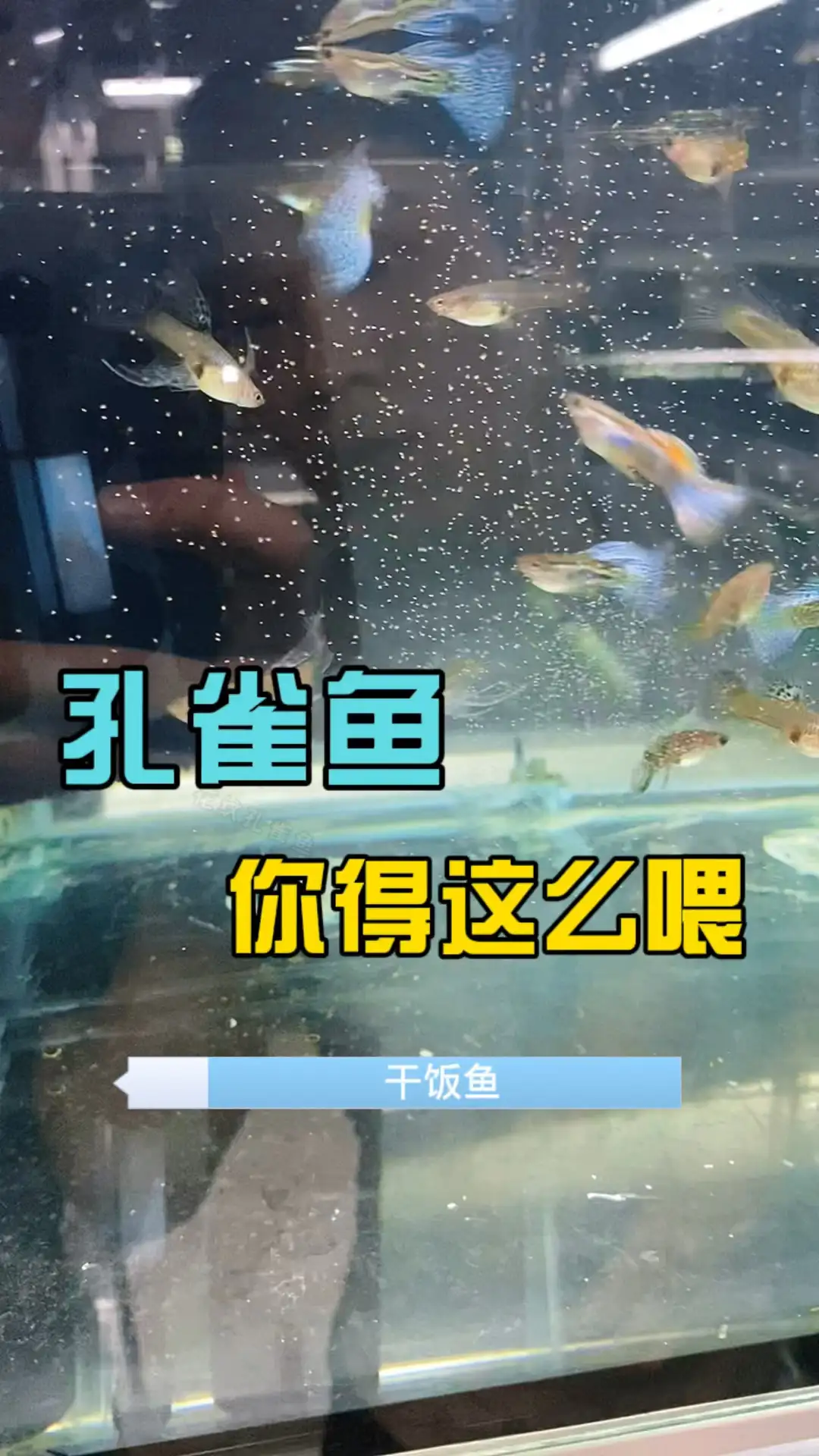 刚出生的小孔雀鱼怎么喂养(刚出生的小孔雀鱼怎么喂养的)