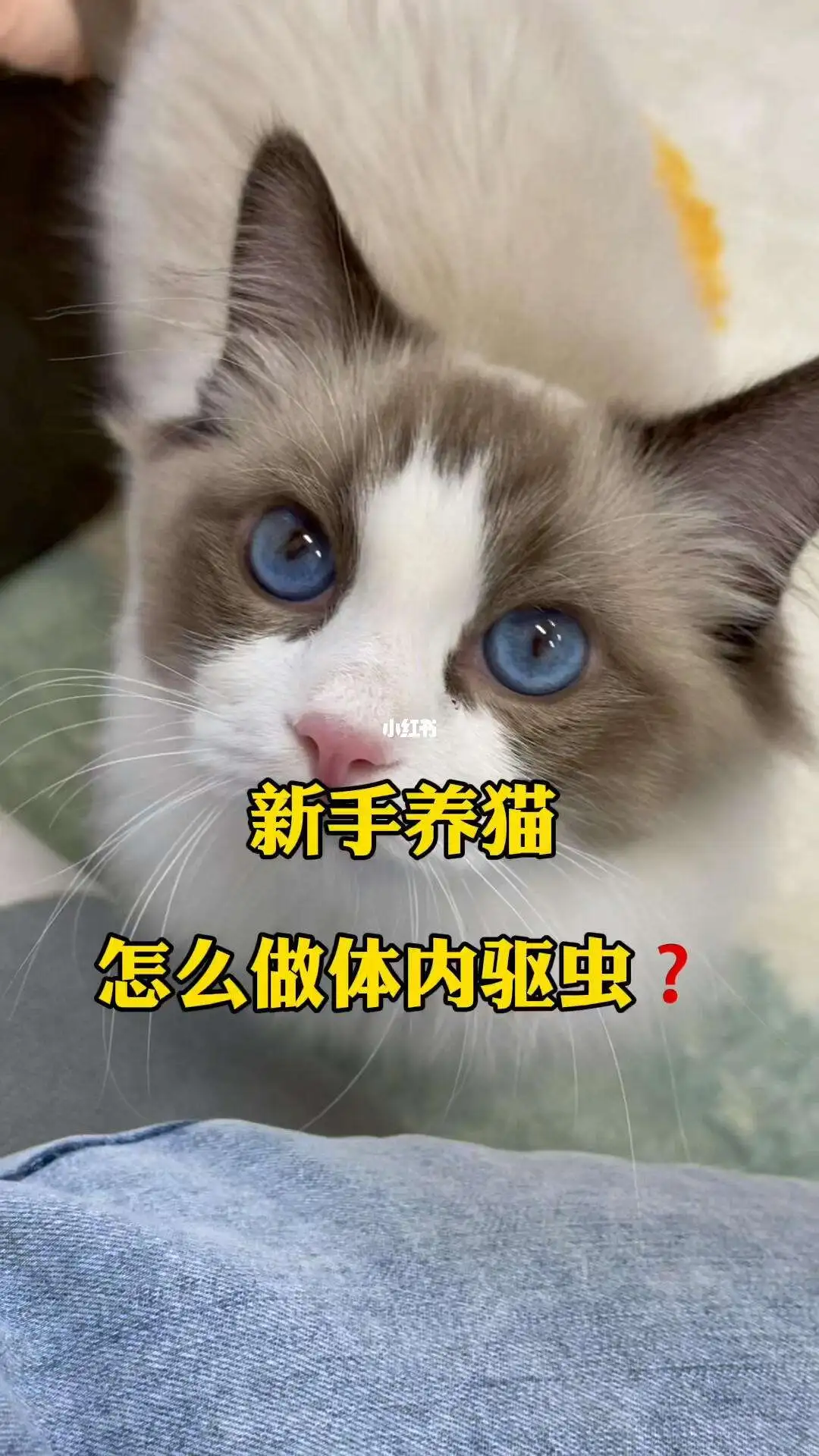 宠物猫自己怎么驱虫(宠物猫怎么驱虫最有效)