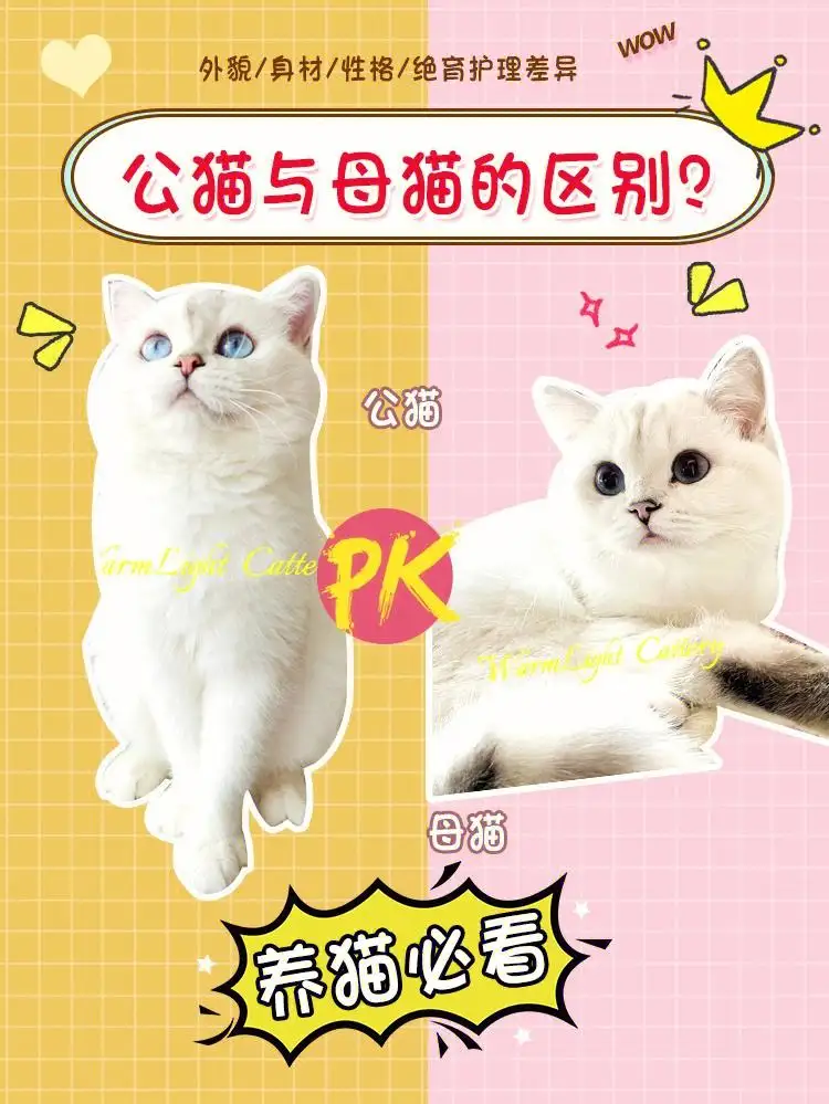 养蓝猫到底公猫好还是母猫好(养蓝猫到底公猫好还是母猫好一点)