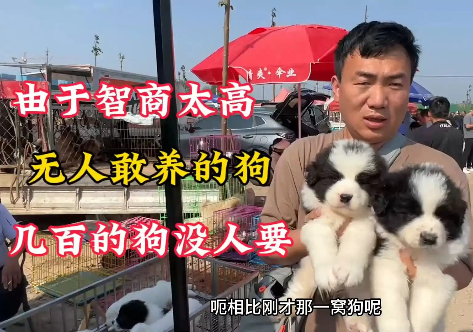 边境牧羊犬多少价格(边境牧羊犬多少价格一条)