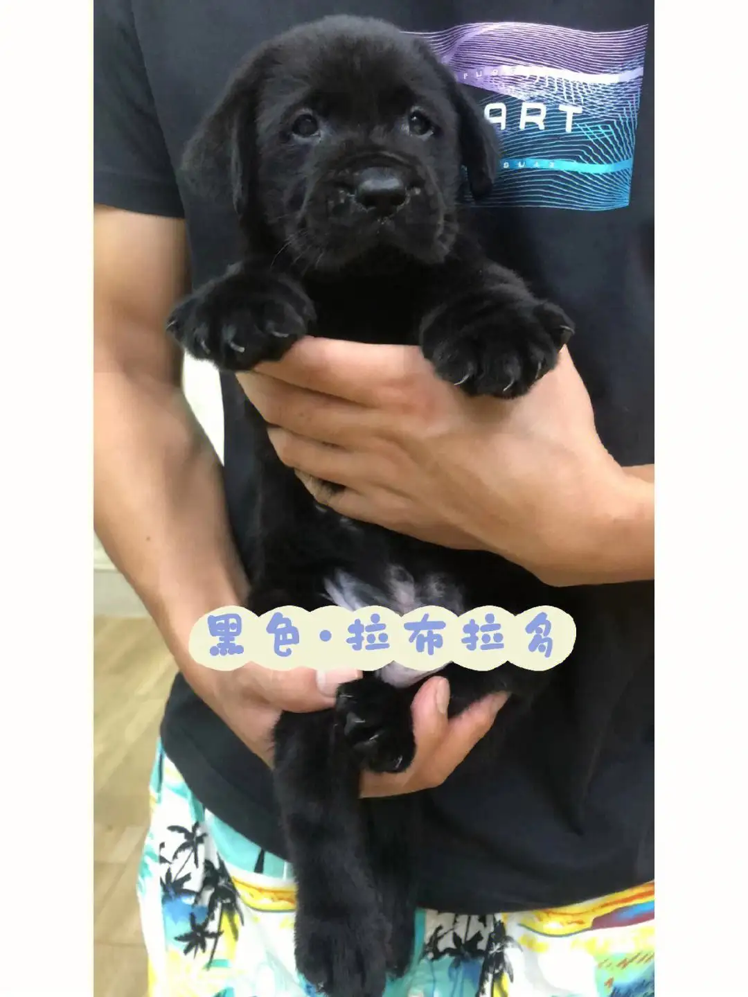 怎么养拉布拉多幼崽(怎么养拉布拉多幼犬的方法大全)