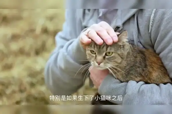 小猫怀孕几个月能生产(小猫怀孕几个月能生产?)