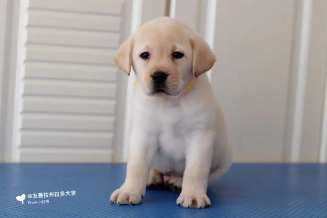 新手怎么养幼犬拉布拉多(新手养拉布拉多需要准备什么)