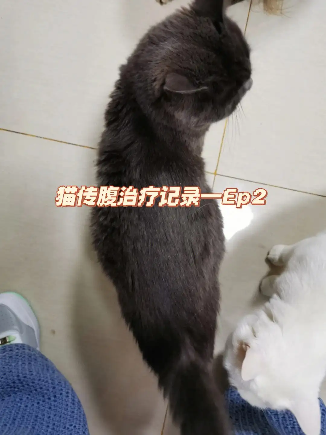 猫传腹和腹水的区别(猫传腹和猫腹水一样吗)