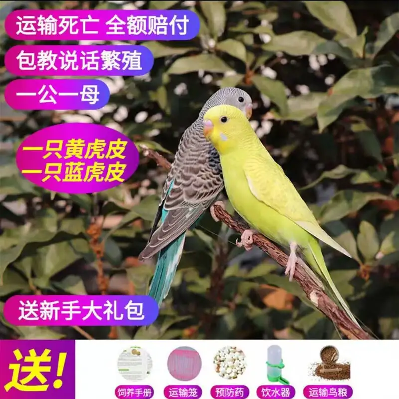 黄虎皮鹦鹉怎么喂养(黄虎皮鹦鹉如何分公母)