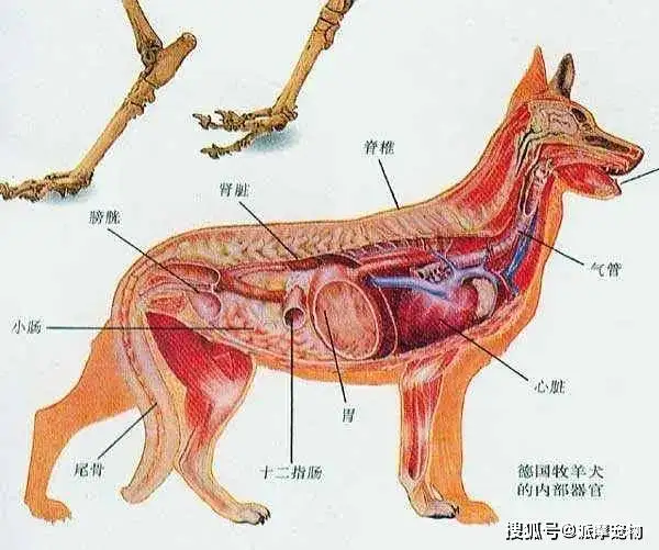 狗狗尾巴的作用(狗狗尾巴的作用说明文)